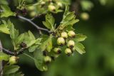 род Crataegus. Верхушка веточки с созревающими плодами. Ростовская обл., Аксайский р-н, окр. хут. Александровка, байрачные заросли. 24.07.2024.