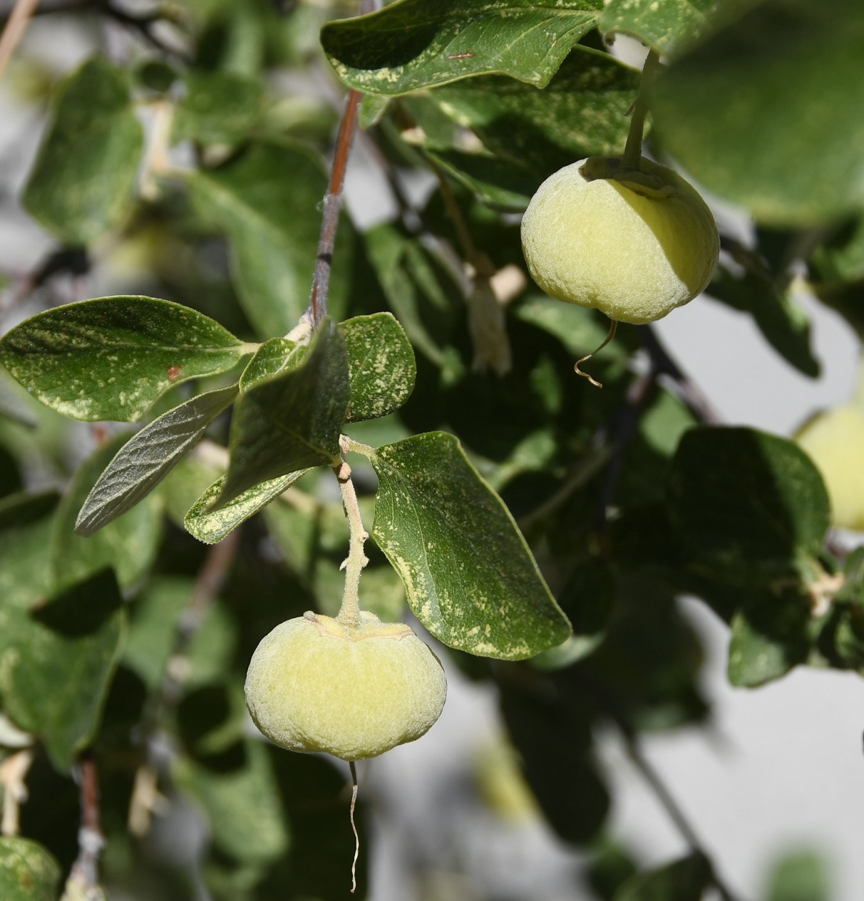 Image of Styrax officinalis specimen.