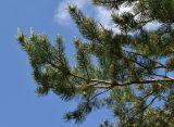 Pinus sylvestris. Верхушки ветвей с микростробилами и формирующимися шишками. Марий Эл, г. Йошкар-Ола, Сосновая роща, небольшая поляна. 01.06.2024.