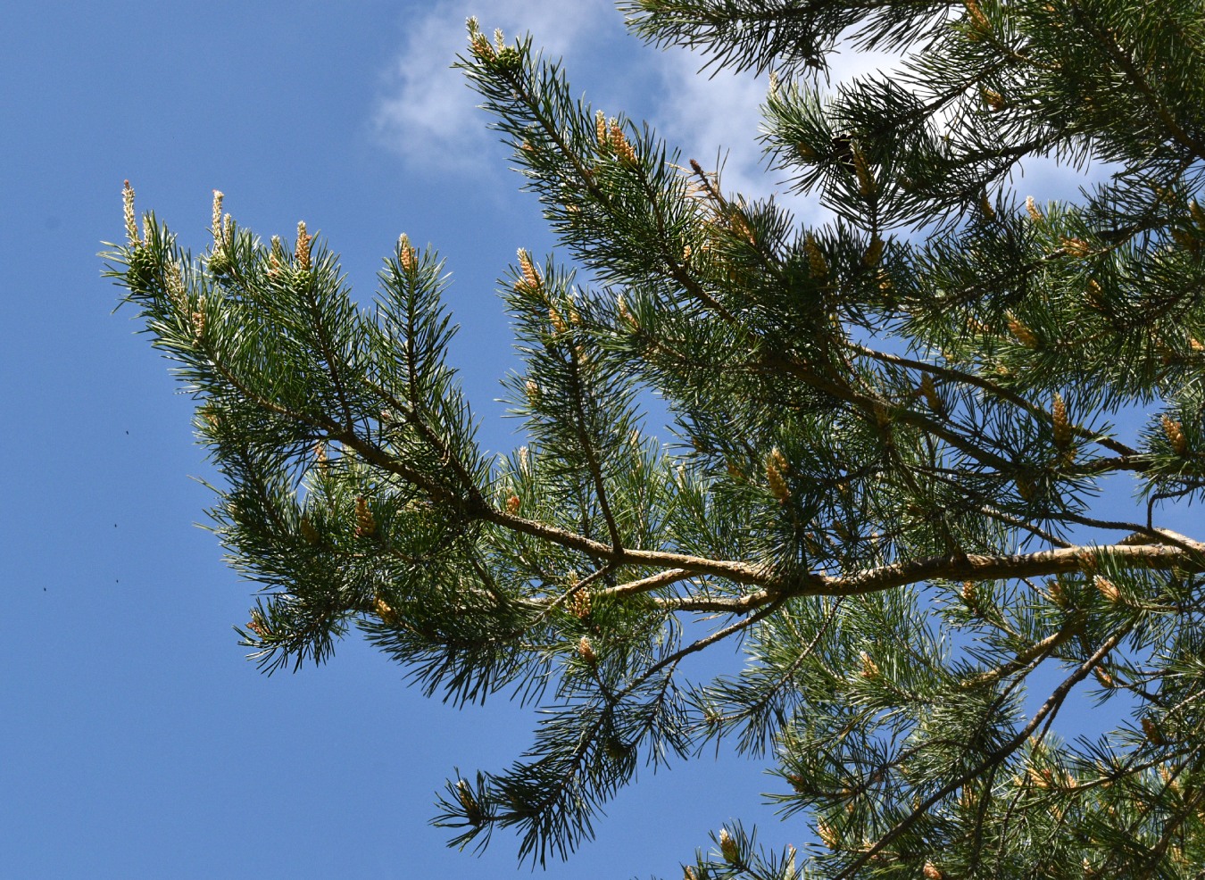 Изображение особи Pinus sylvestris.