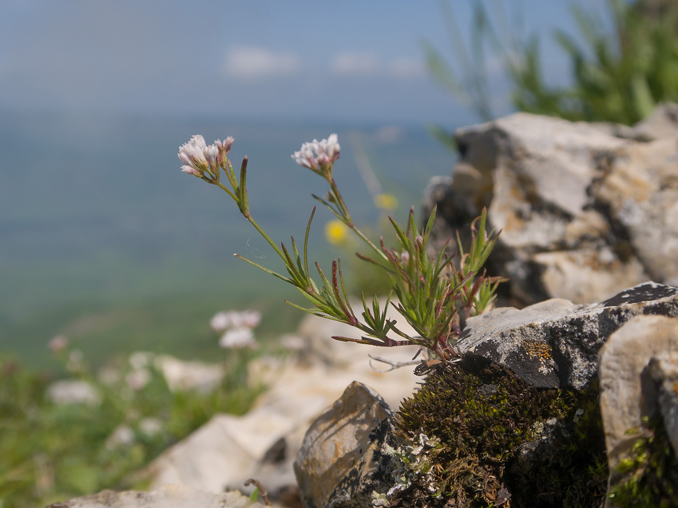 Изображение особи род Asperula.