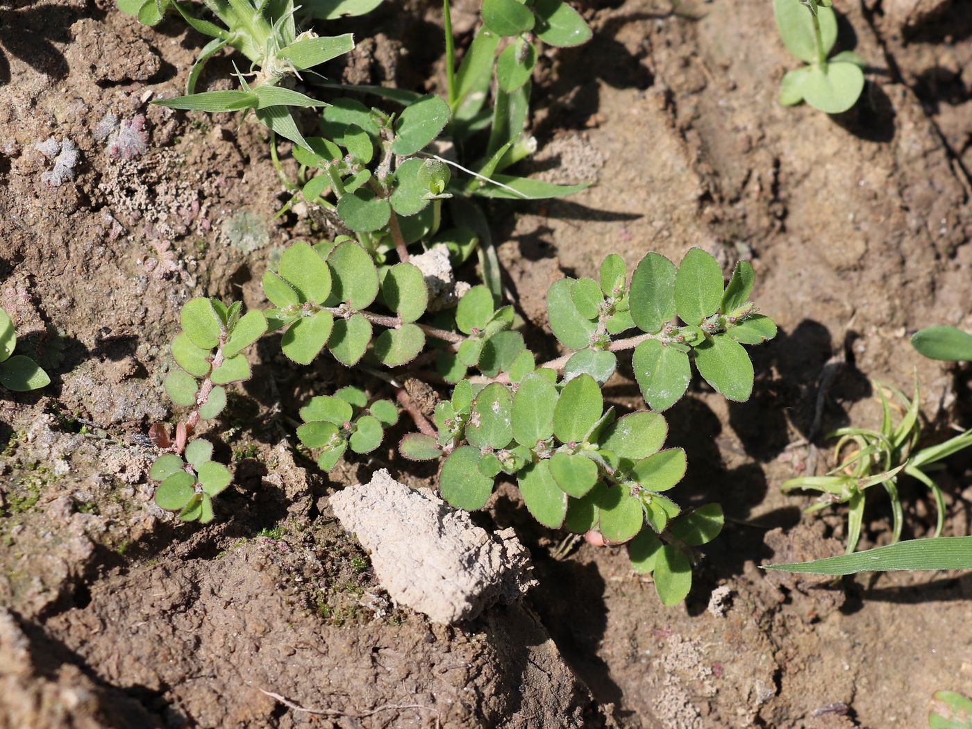 Image of Euphorbia prostrata specimen.