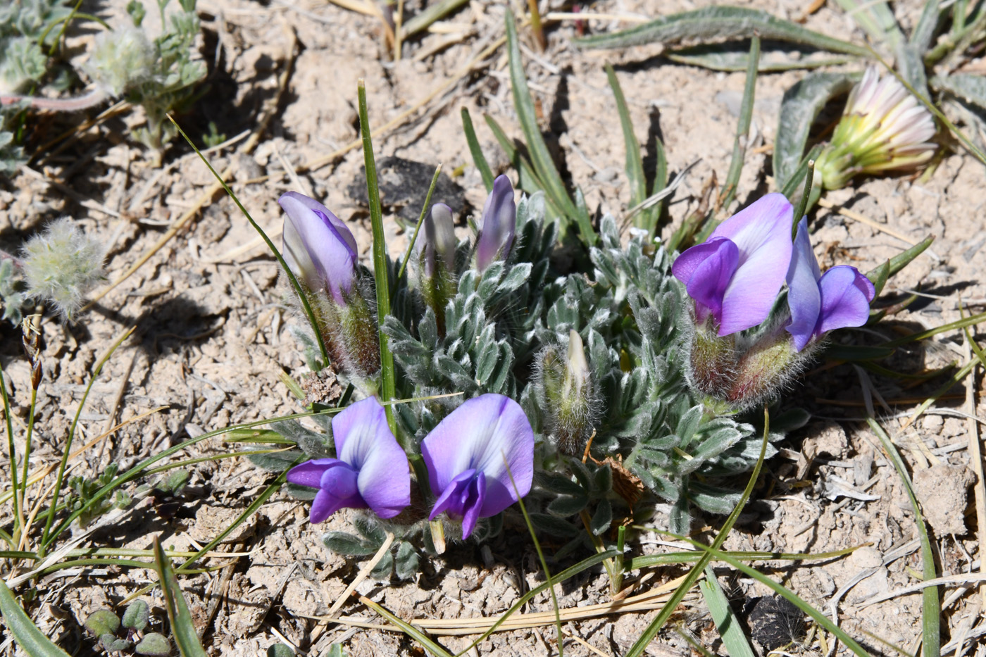 Image of genus Oxytropis specimen.