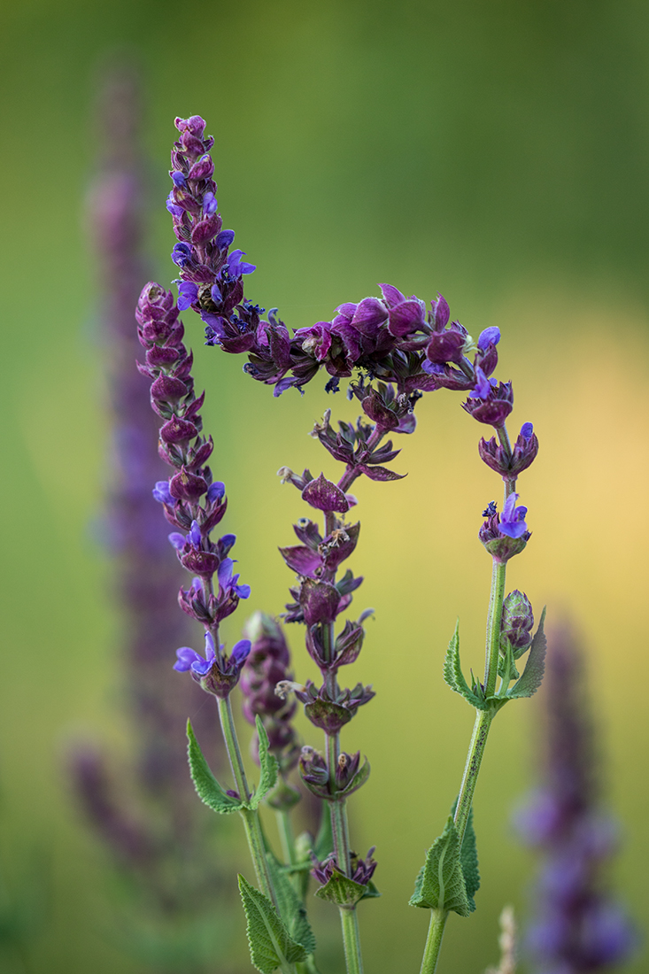 Изображение особи Salvia tesquicola.