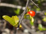 Punica granatum. Верхушка обломанной ветви с бутоном. Турция, пров. Анталья, р-н Кумлуджа, окр. вдхр. Алакыр, каменистая обочина грунтовой дороги, маквис. 31.05.2024.