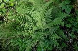 Dryopteris carthusiana. Спороносящее растение. Московская обл., Дмитровский гор. округ, окр. оз. Свиное, смешанный лес. 21.07.2024.