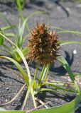 Carex macrocephala. Плодоносящее женское растение. Камчатский край, Елизовский р-н, берег Авачинского залива, Халактырский пляж. 08.08.2024.