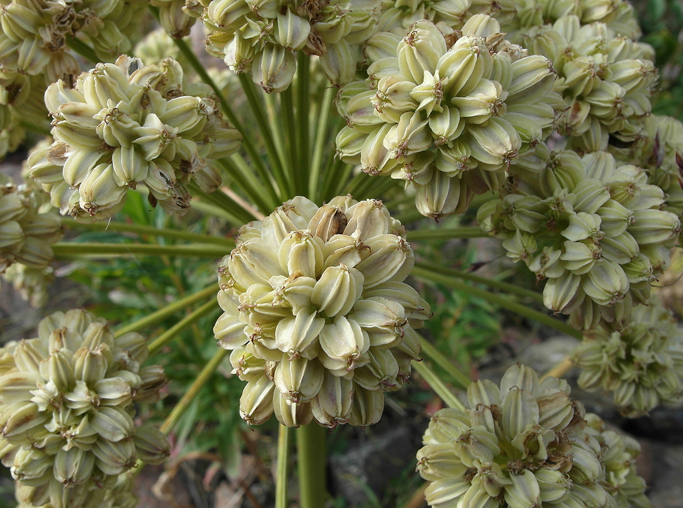 Изображение особи Archangelica brevicaulis.