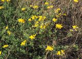 Lotus corniculatus