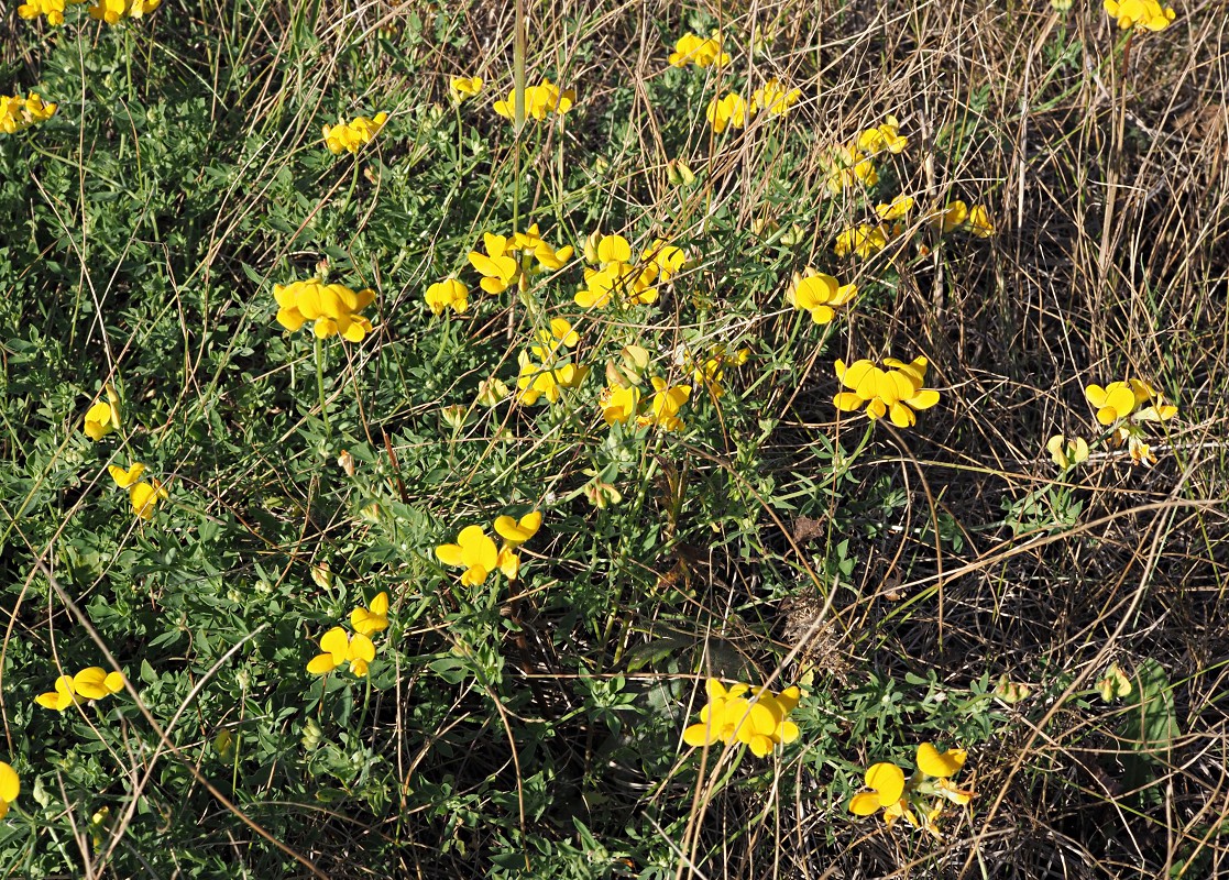 Изображение особи Lotus corniculatus.