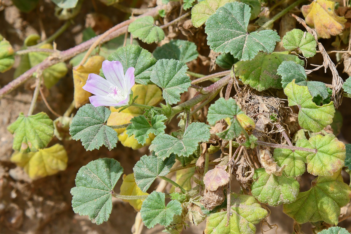 Image of Malva neglecta specimen.