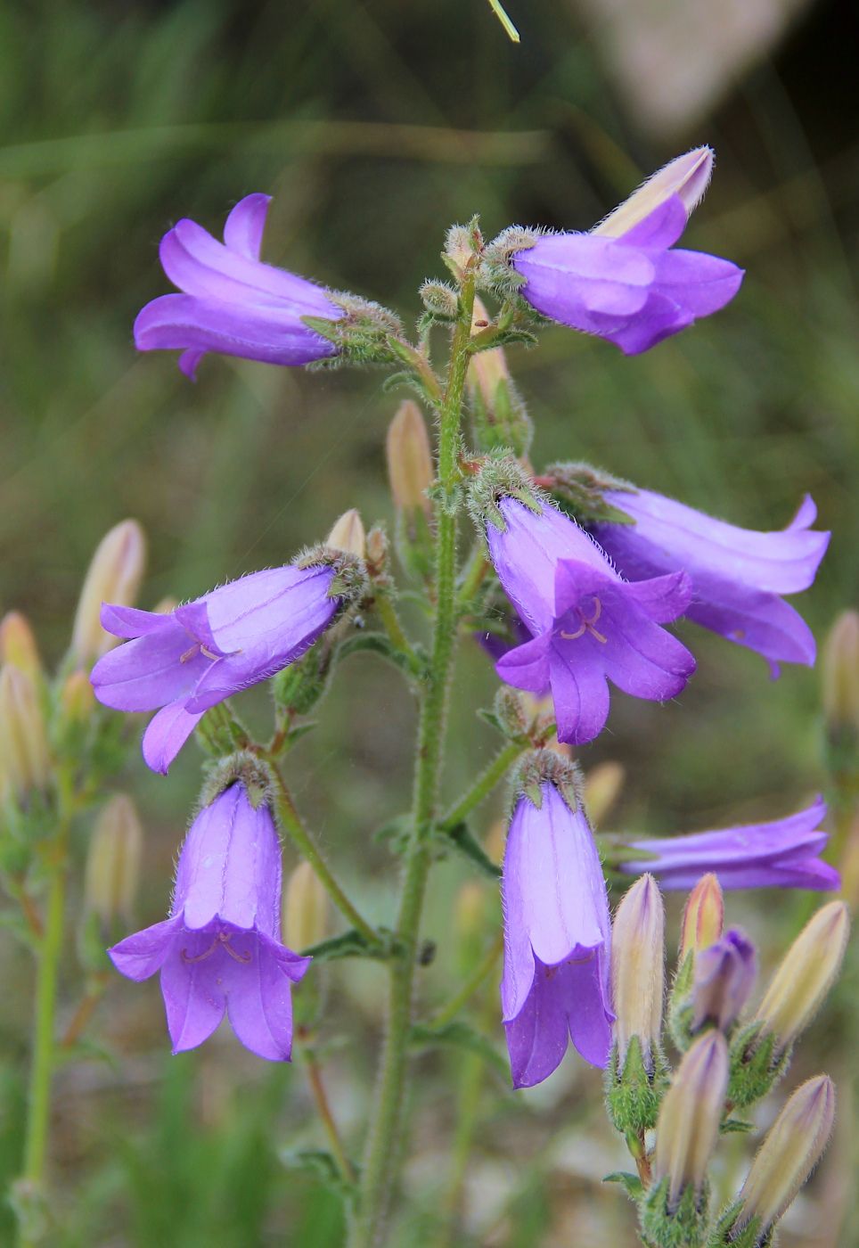 Image of Campanula praealta specimen.