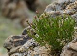 Asperula petraea. Бутонизирующее растение. Башкирия, Учалинский р-н, Тунгатаровский сельсовет, окр. дер. Яльчигулово, хр. Нурали, каменистый склон. 26 мая 2024 г.