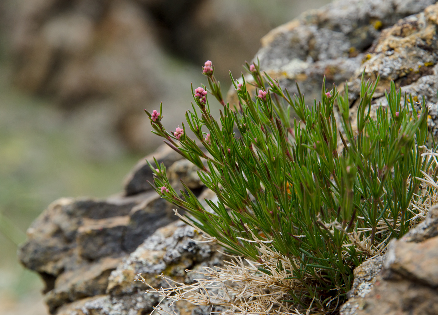 Image of Asperula petraea specimen.