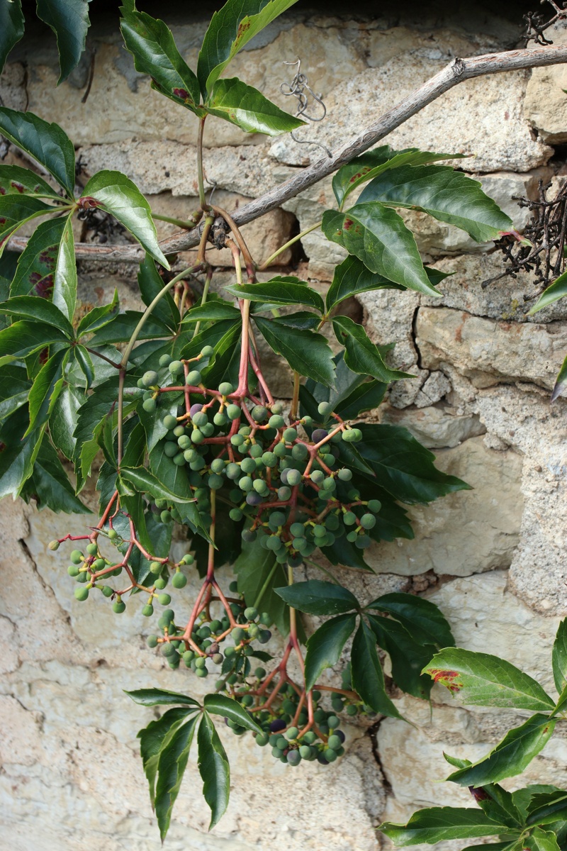Image of Parthenocissus inserta specimen.