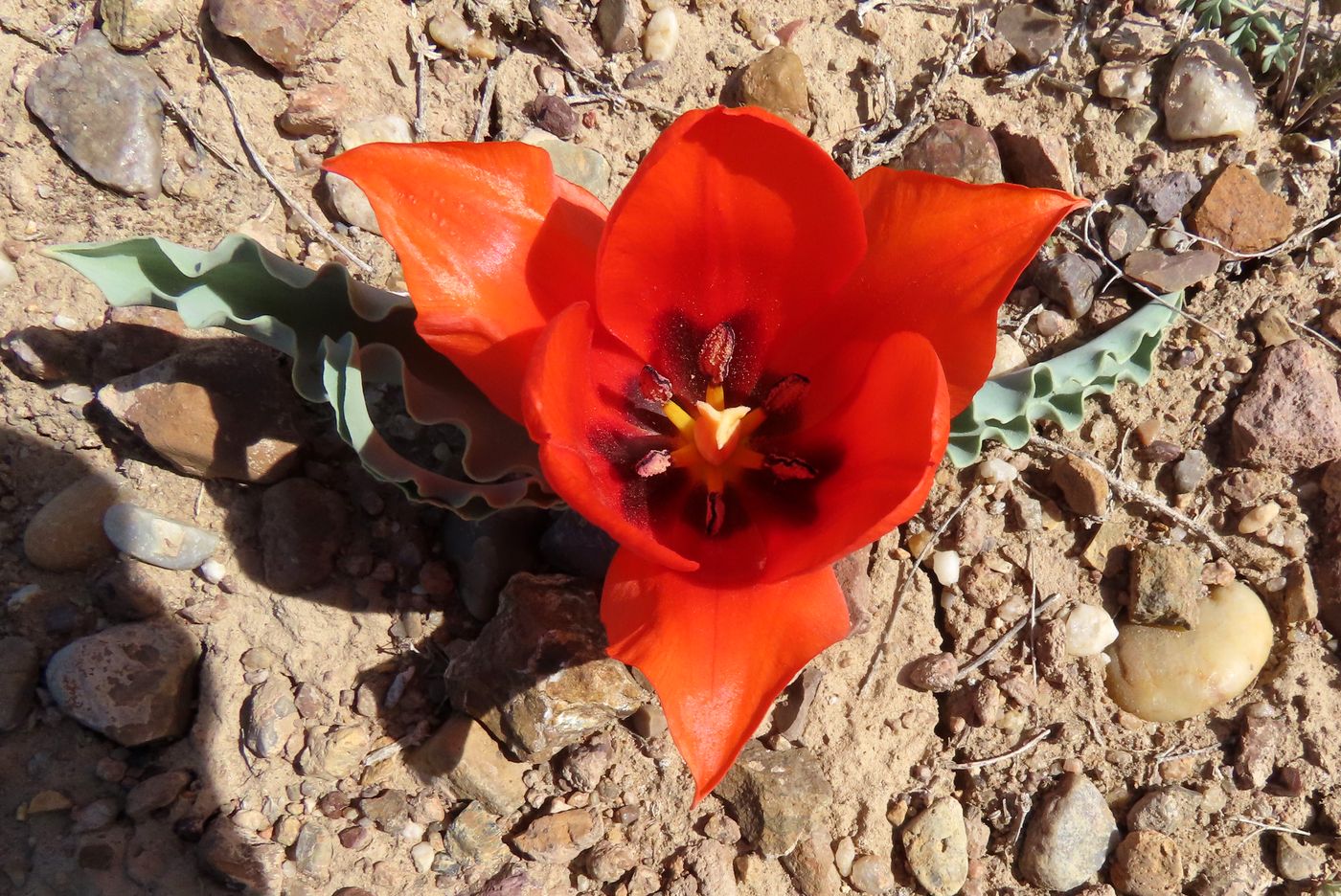 Изображение особи Tulipa alberti.