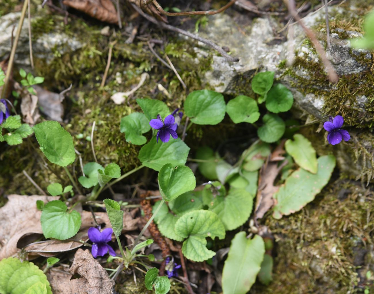 Image of Viola odorata specimen.