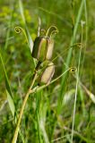 View full-size image Fritillaria ruthenica