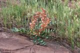 View full-size image Astragalus tatjanae