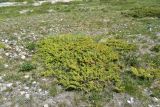 View full-size image Juniperus hemisphaerica