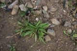 View full-size image Plantago lanceolata