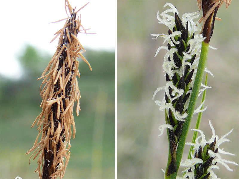 Image of Carex cespitosa specimen.