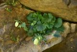 View full-size image Campanula armena