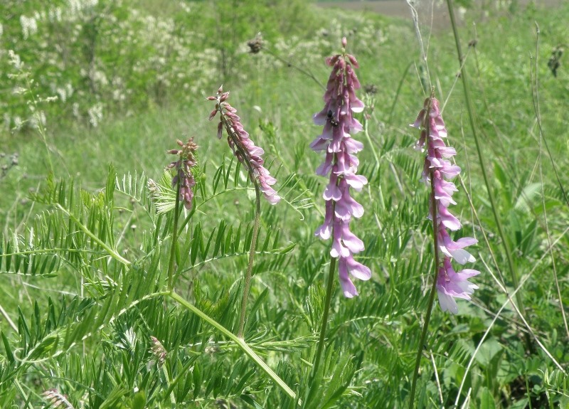 Image of Vicia tenuifolia specimen.