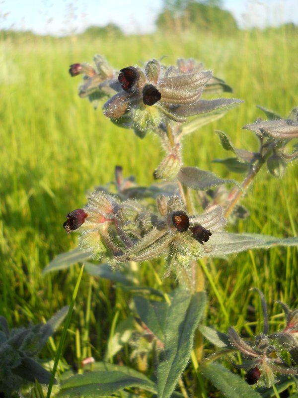 Image of Nonea rossica specimen.