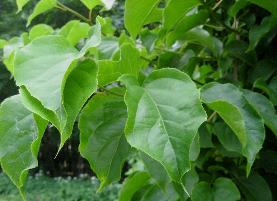 Изображение особи Actinidia arguta.