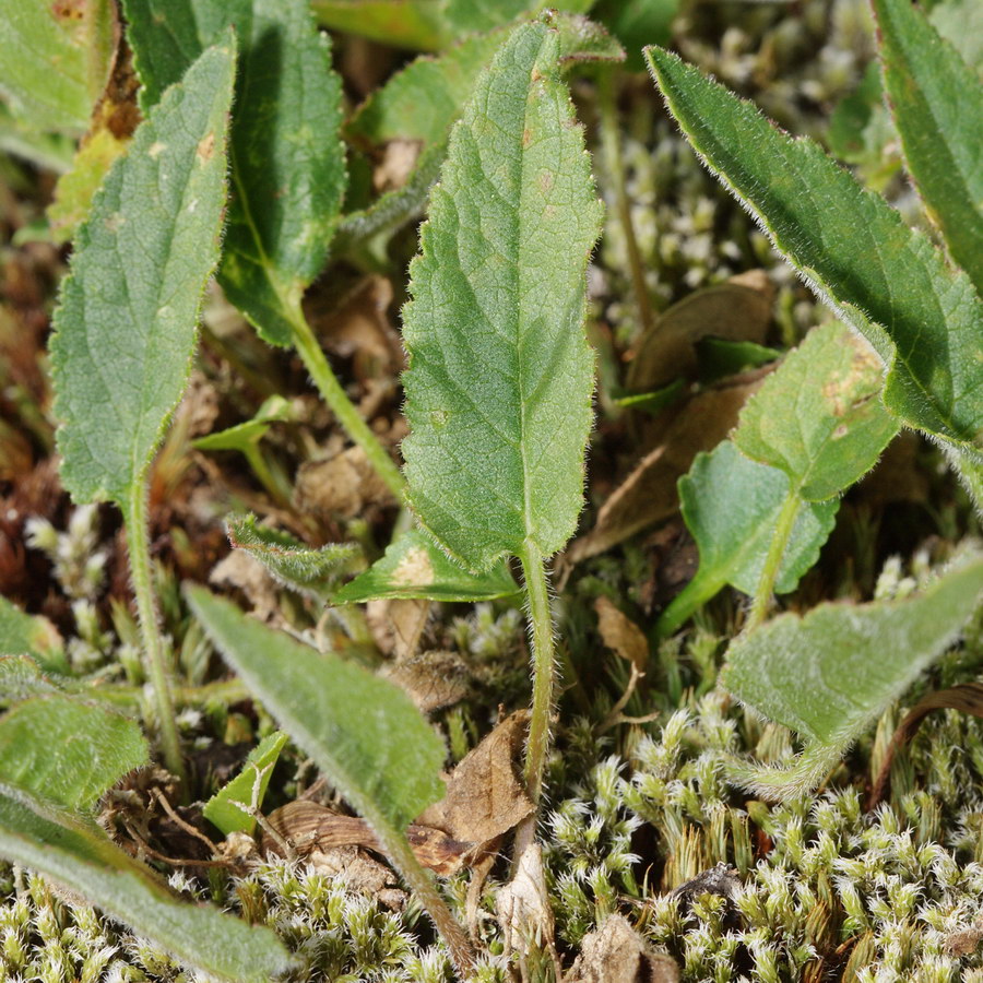 Image of Campanula collina specimen.