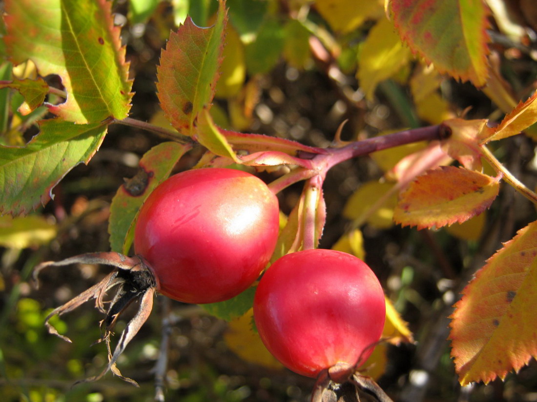 Image of genus Rosa specimen.