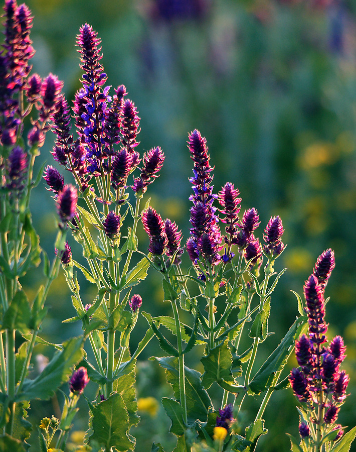 Image of Salvia tesquicola specimen.