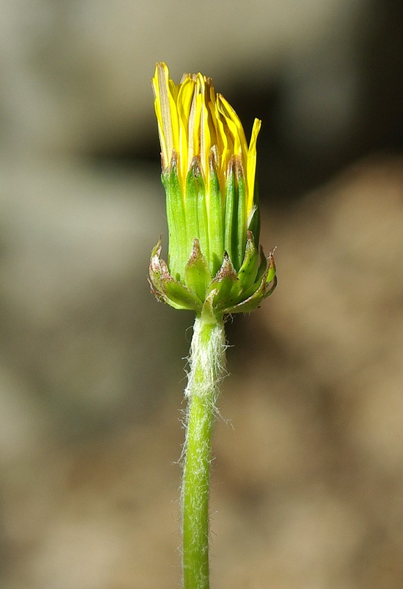 Image of genus Taraxacum specimen.