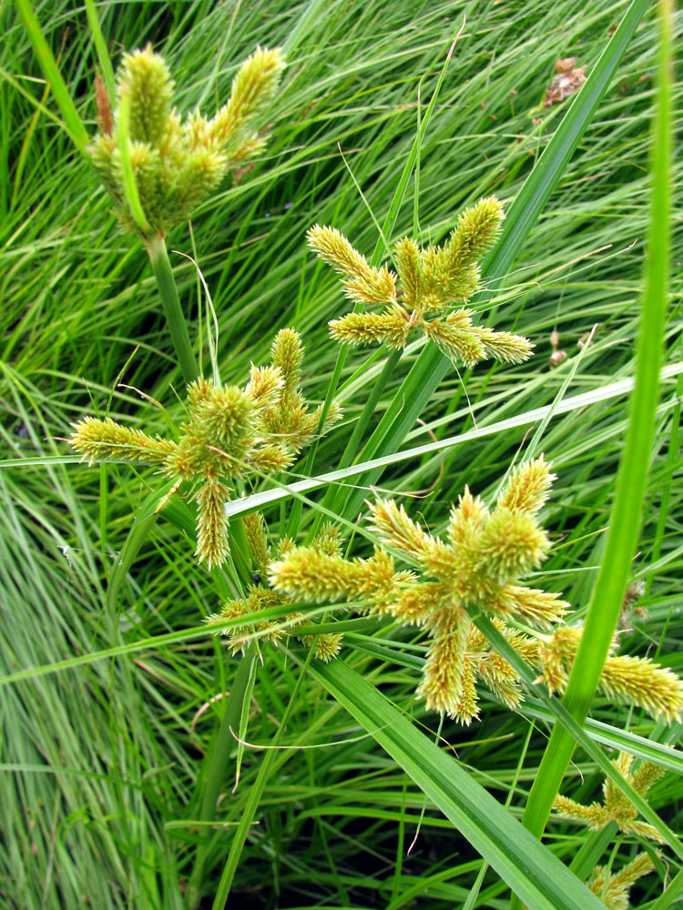 Изображение особи Cyperus glomeratus.