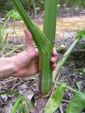 View full-size image Sium latifolium