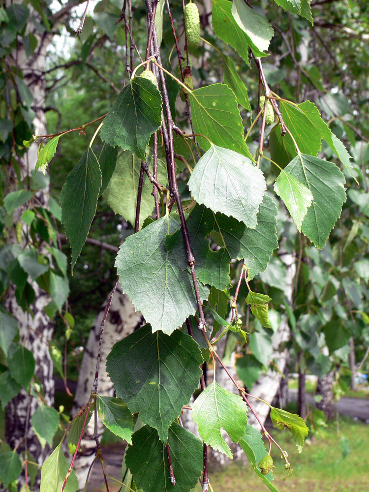 Изображение особи Betula pendula.