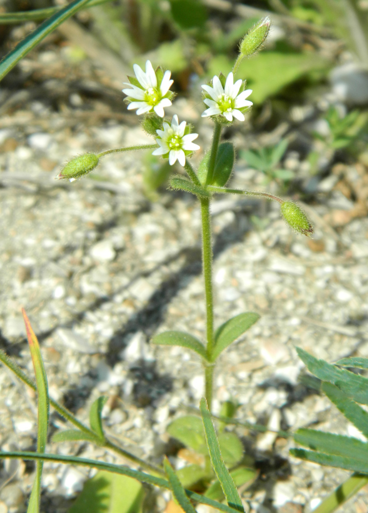 Image of Cerastium semidecandrum specimen.