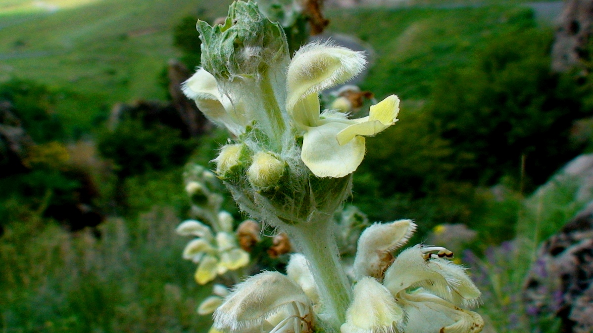 Image of Phlomoides laciniata specimen.