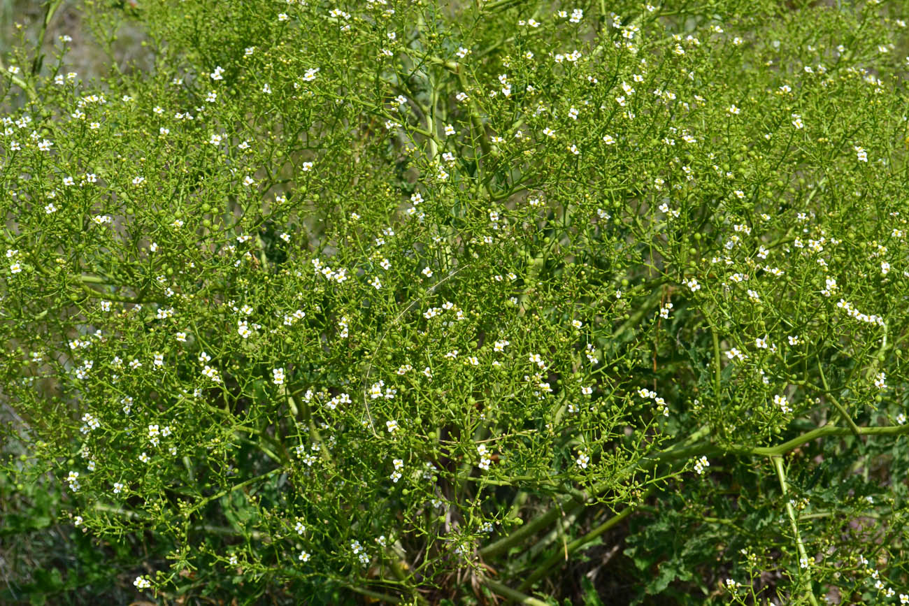 Image of Crambe tataria specimen.