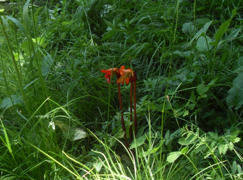 Image of Phelypaea coccinea specimen.