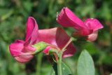 Lathyrus tuberosus