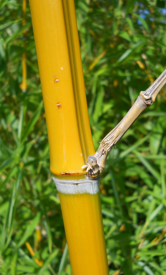 Image of Phyllostachys aurea specimen.