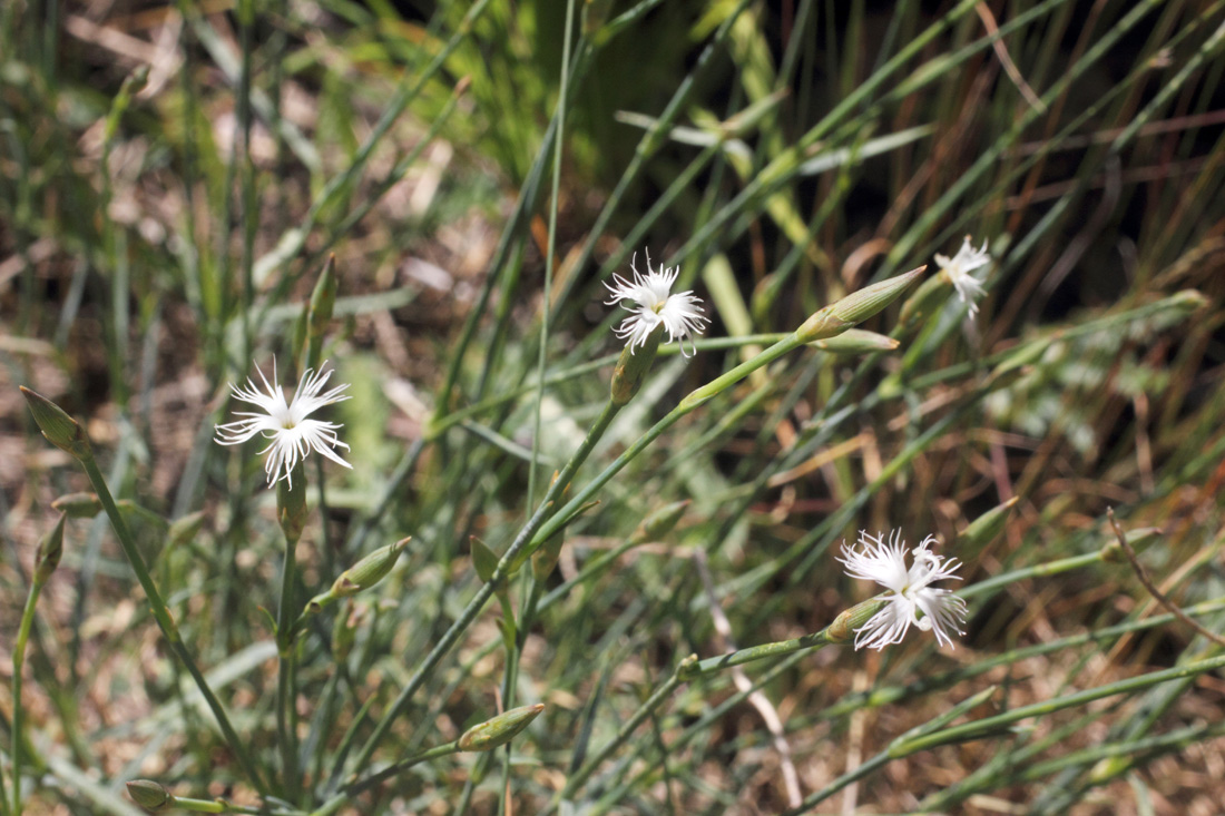 Изображение особи Dianthus angrenicus.