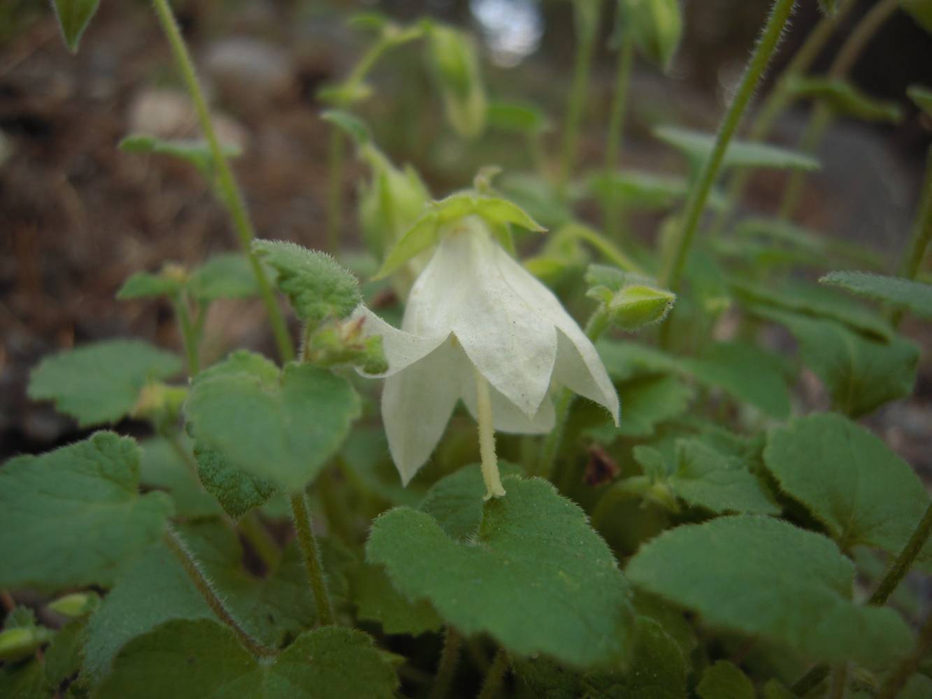 Изображение особи Campanula pendula.