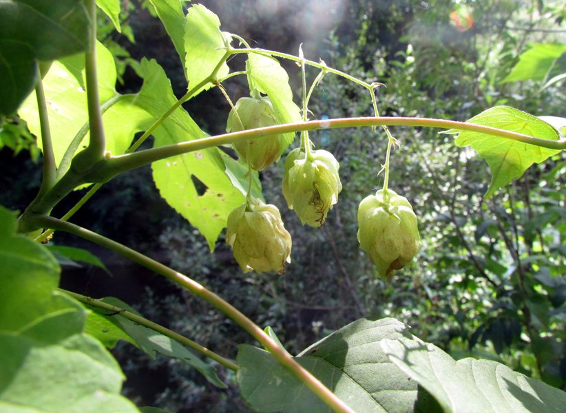 Image of Humulus lupulus specimen.