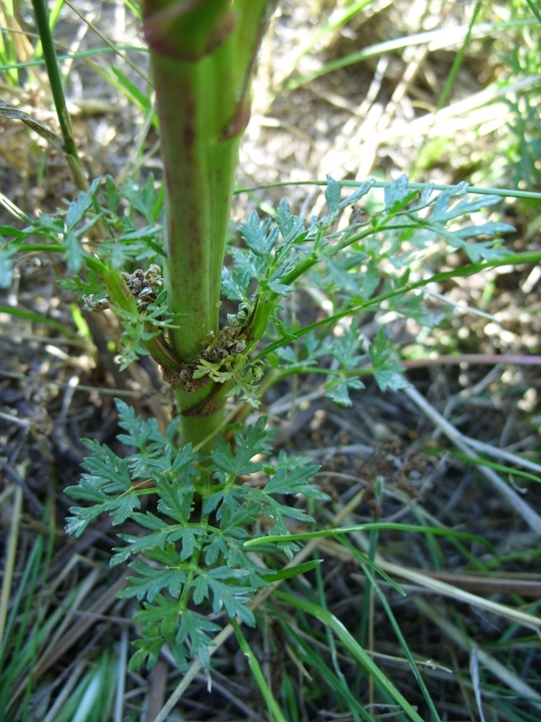 Image of Xanthoselinum alsaticum specimen.