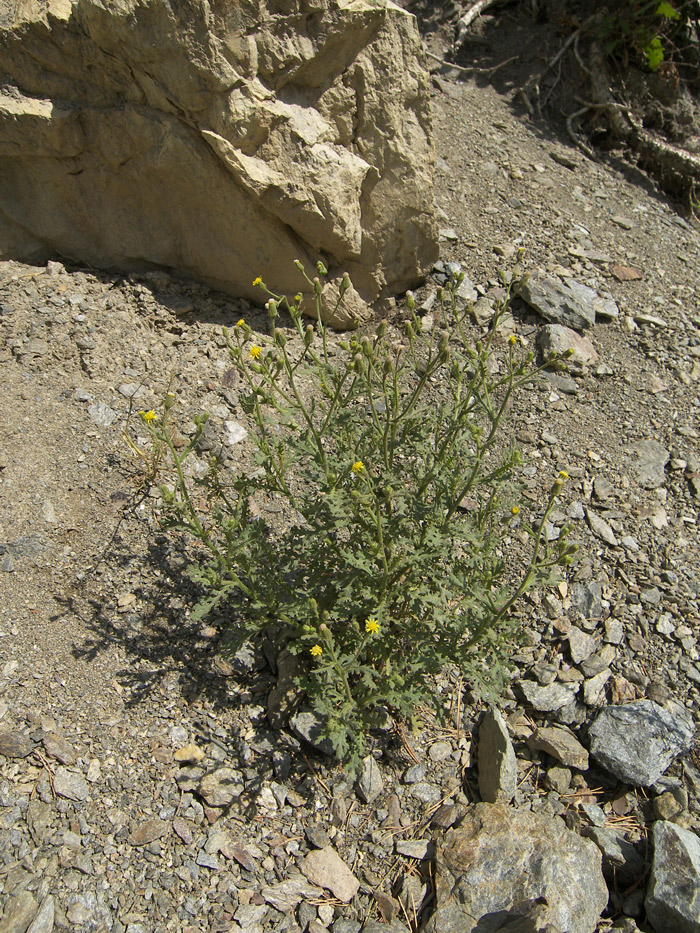 Image of Senecio calvertii specimen.