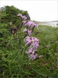 Dianthus subspecies norvegicus