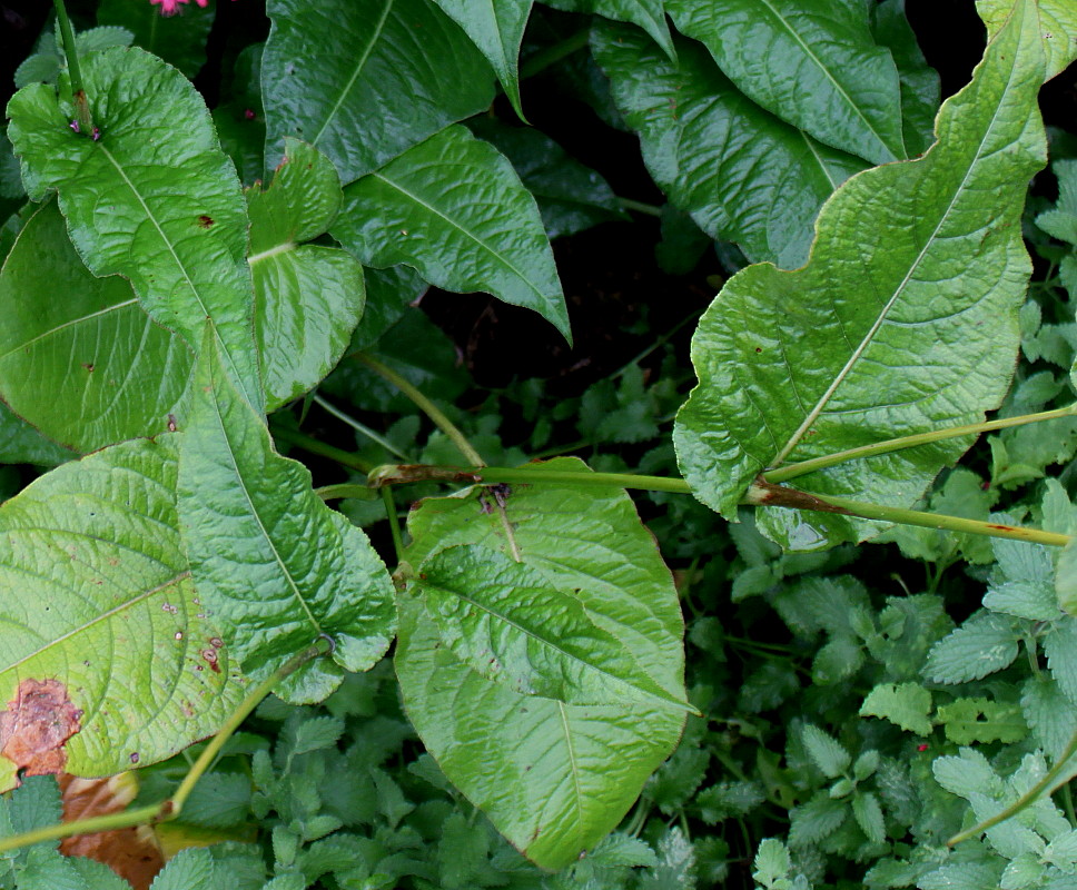 Image of Bistorta amplexicaulis specimen.